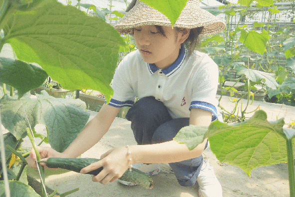 果蔬种植实训