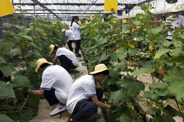 果蔬种植实训